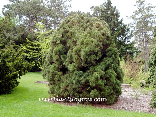 Pinus sylvestris Globosa Viridis